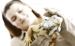 Hemera Technologies/AbleStock.com/Getty Images Trabajar en un zoológico, acuario, santuario animal u hospital veterinario son algunas de las carreras en la crianza de animales.