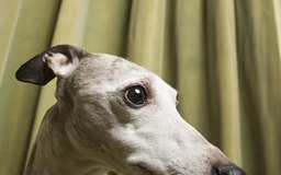Is Griseofulvin Safe For Dogs