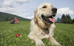 How Long Does A Dog Live With Cushing S Disease How Long Does A Dog Live With Cushing S Disease