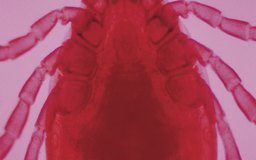 Minocycline For Dogs With Lyme Disease