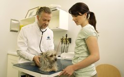 teacup yorkie vs regular yorkie common traits of yorkies care the daily puppy teacup yorkie vs regular yorkie common traits of yorkies care the daily puppy