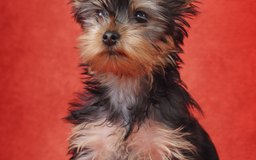 at what age is a yorkie grown when is a yorkie puppy grown care the daily puppy at what age is a yorkie grown when is a yorkie puppy grown care the daily puppy