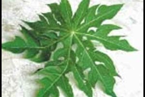 Las hojas de la papaya