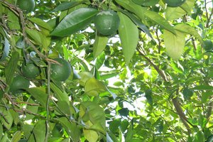 Variedad de naranjas