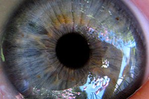 La retina procesa las imágenes y las envía al cerebro.