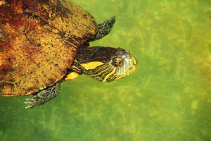 Las tortugas son excelentes mascotas.