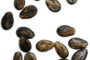 La semillas de sandía tienen varios componentes nutricionales importantes.
