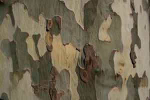mimic the colors of nature by combining various colors of paint manufactured specifically for camouflage applications - Camo Paint Colors mimic the colors of nature by combining various colors of paint manufactured specifically for camouflage applications - Camo Paint Colors
