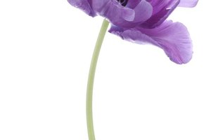 Vital Paplauski/iStock/Getty Images Nature
