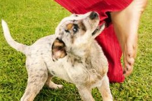 Jupiterimages/Stockbyte/Getty Images In certain situations, a judge may order that a dog be permanently enclosed in a kennel rather than euthanized.
