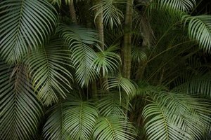 cocogelado/iStock/Getty Images Palm leaves obtained from church on Palm Sunday are blessed, so they should be treated with a certain amount of reverence.