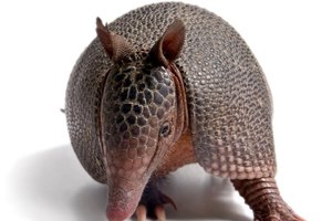 Julio Viard/iStock/Getty Images Before the Great Depression, impoverished families who dines on armadillos referred to them as "possum on the half-shell."
