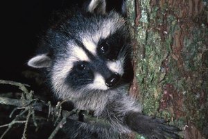 Design Pics/Design Pics/Getty Images Because raccoons are nocturnal and most likely to be trapped at night, check your traps each morning.