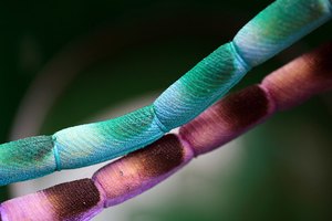 Imagen de microscopio agrandada.