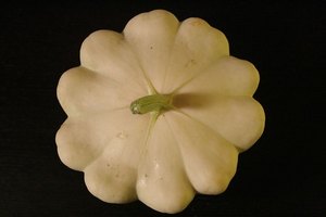 La calabaza Pattypan.