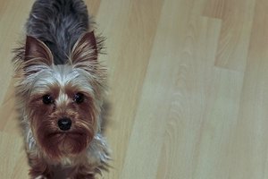 Un típico Yorkshire Terrier.