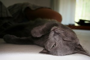 Considera los pros y contras de la sedación antes de darle medicamentos a tu gato.