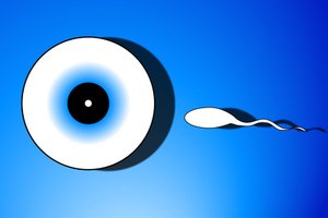La edad post-fertilización es la cantidad de tiempo que ha pasado desde que el espermatozoide ha fertilizado al óvulo.
