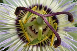 La pasiflora calmará los nervios.