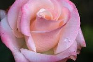 Las rosas mosquetas han sido utilizadas en sistemas de salud alternativos como fuentes naturales de vitamina C.