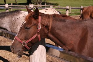 La ORVR causa depresión en los caballos.