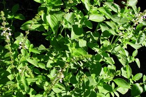 Relaja los ojos con baños de té verde.