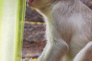 La viruela del mono raramente afecta a los humanos.
