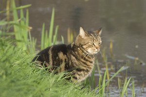 Los gatos pueden contagiarse giardias mediante la ingestión de agua contaminada.