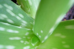 Utiliza el aloe vera para ayudar en la curación.