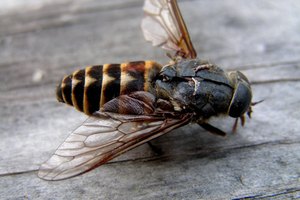 La enfermedad del sueño se transmite a los humanos por la picadura de la mosca tsé-tsé.