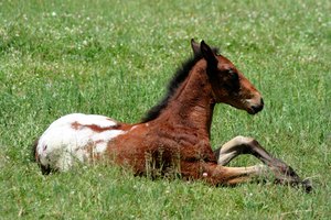 El virus de papiloma equino causa verrugas en la piel de los caballos.