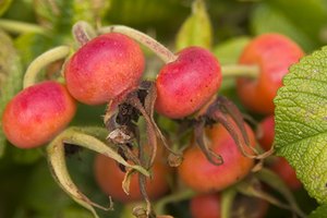 El aceite de semillas de rosa mosqueta se extrae de las semilas que crecen en los arbustos de rosa silvestre.