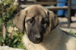 Si ninguna de las enzimas está elevada, los problemas de salud del perro pueden tener otra causa que no sea hepática.