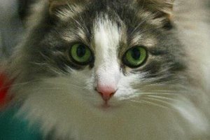 Respuesta pilomotor en animales.