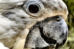 Los problemas oculares suelen ser un síntoma de un problema más grave en el loro.