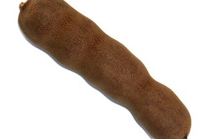 La vaina de tamarindo contiene pulpa seca y semillas grandes.