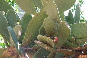 La hoja de cactus ofrece varios beneficios para la salud.