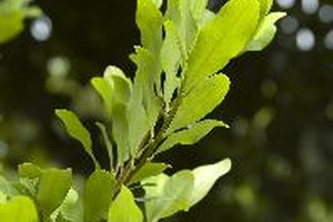 El té de hojas de cocaína puede ayudarte con los dolores de cabeza y con las náuseas causadas por la altitud.