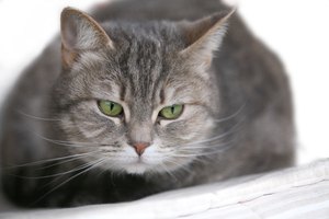 Tu veterinario comenzará con un examen físico minucioso en tu gato.