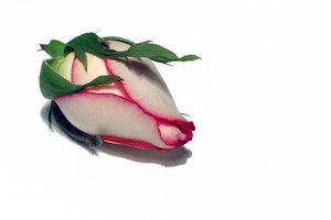 El Rosebud Salve tiene varios usos.