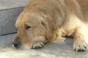 La bursitis puede hacer que los perros se vuelvan sedentarios.