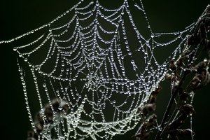 Las telarañas de la viuda negra son más comunes en espacios oscuros.