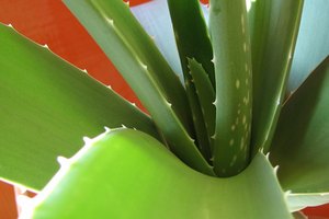 El aloe vera líquido se produce a partir de las hojas carnosas de la planta.