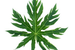 Es posible que el té de hoja de papaya ofrezca algunos efectos medicinales.