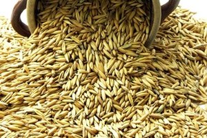 La avena es muy nutritiva, promueve la salud y es una excelente fuente de vitamina K.