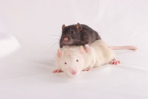Ensayo de monitoreo con ratas.