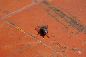 Mosca.