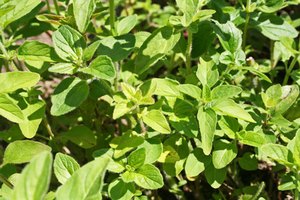 El aceite de orégano puede ser utilizado para eliminar el crecimiento excesivo de candida.
