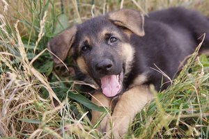 Puedes tratar la sarna de tu mascota con remedios naturales.