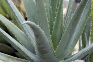 La ingestión crónica de altas dosis de aloe vera puede provocar la inflamación del hígado.